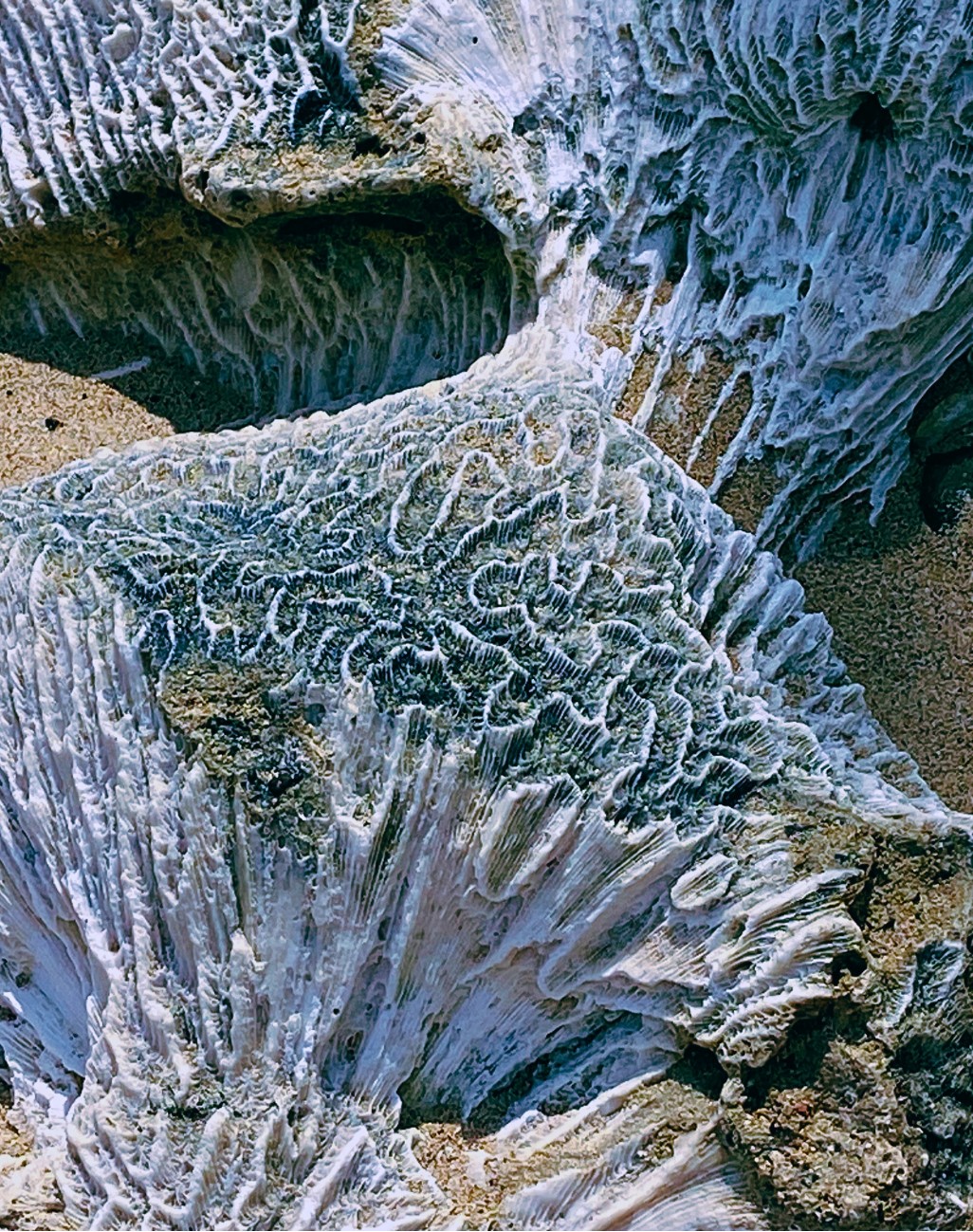 Coral fragments washed onto the beach